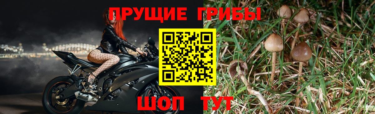 Владикавказ  Галлюциногенные грибы GOLDEN TEACHER  Вход с VPN  Галлюциногенные грибы GOLDEN TEACHER 